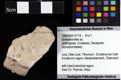 Foto (Objket + Etiketten) von Goniodromites sp. 